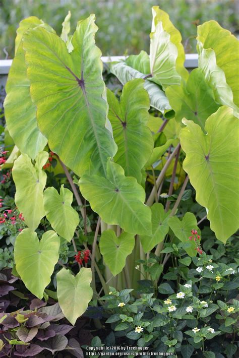 Elephant Ear Colocasia Esculenta Elena In The Elephant Ears