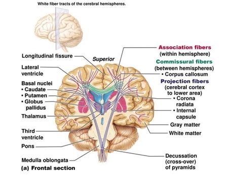 White Matter Of The Brain Function Structure And Blood Supply Of The