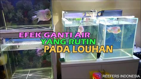 Ganti Air Aquarium Ikan Louhan Youtube