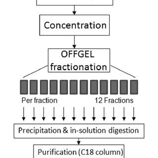 Workflow For Urine Sample Preparation Fractionation And Analysis By