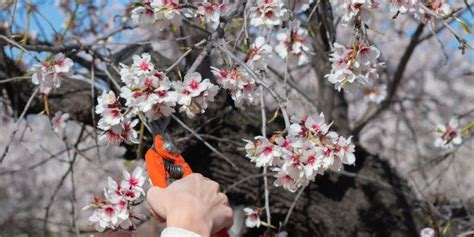 C Mo Podar Un Almendro Agromasia