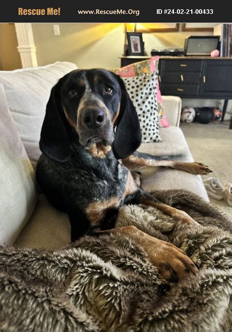 Adopt Black And Tan Coonhound Rescue Broken Arrow Ok