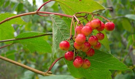 Wild Cranberry Bush