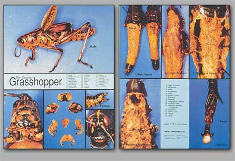 Concise Dissection Chart Grasshopper