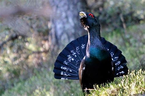 Seo Birdlife Y Wwf Reclaman Medidas Urgentes Para El Urogallo Soyrural