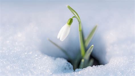 Why Are Snowdrops The First Flowers To Bloom In Spring?