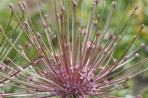 Fleurs Bulbes De Printemps Nos Id Es De Plantation