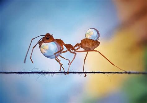 Thirsty Ant Captured Carrying Water Droplets In Incredible Pictures