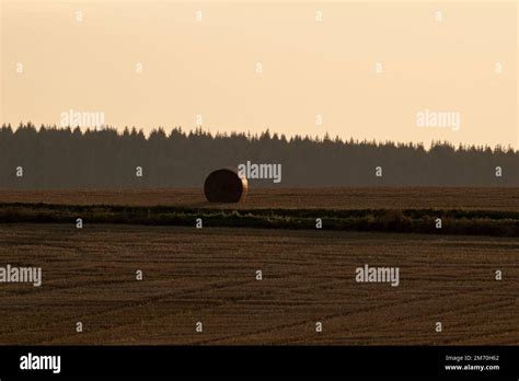 Haystack In The Meadow Round Straw Bales On A Field After Grain Harvest