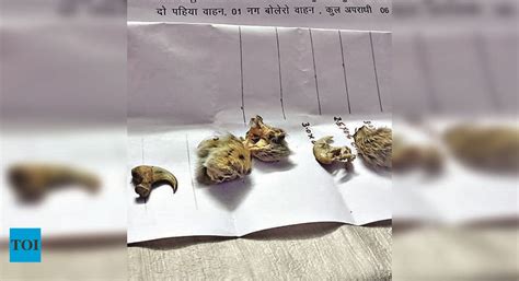 Leopard Claws Pangolin Scales Seized In Bastar Bhopal News Times