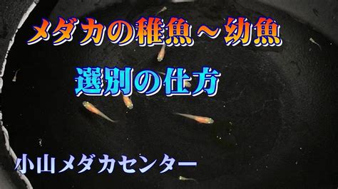 【メダカ繁殖】メダカの稚魚～幼魚 大きさ分け選別の仕方 Youtube