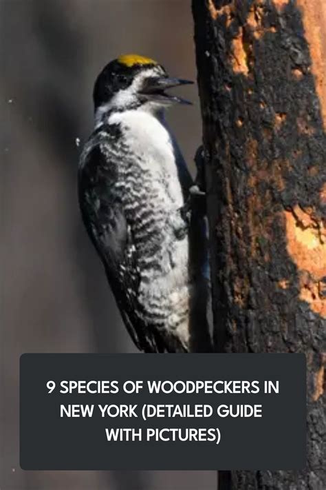 9 Species Of Woodpeckers In New York Detailed Guide With Pictures In