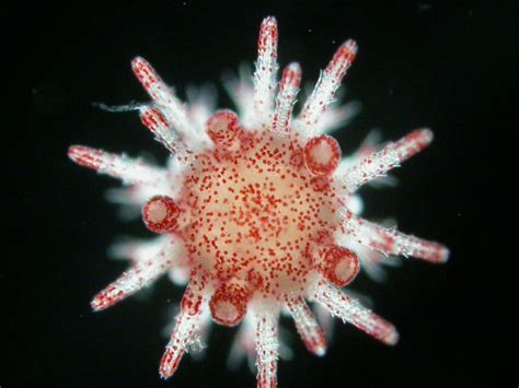 Can Next Generation Of Sea Urchins Resist Marine Heatwaves Mirage News