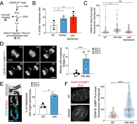 Cenp A Chromatin Prevents Replication Stress At Centromeres To Avoid