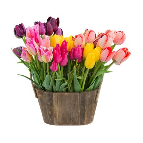 Fleurs De Tulipe Dans Le Pot En Bois Photo Stock Image Du Rose