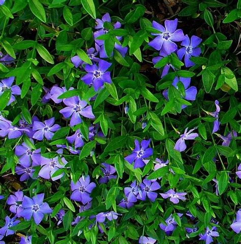 Flowering Vinca Minor Evergreen Ground Cover Qty 12 Transplant Etsy