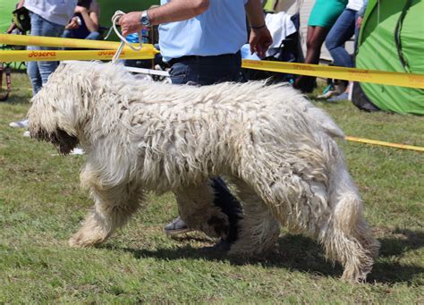 Komondor puppies for sale