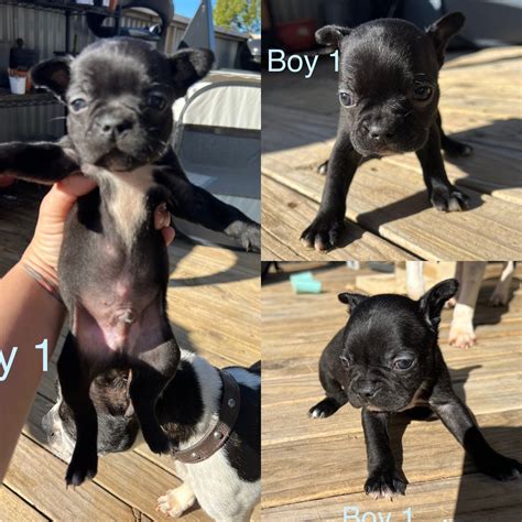 Boston Terrier X French Bulldog - San Remo - PetsForHomes