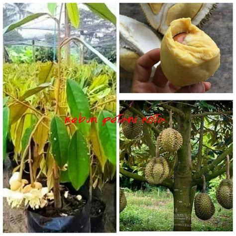 Bibit Durian Sultan Asal Malaysia Lazada Indonesia