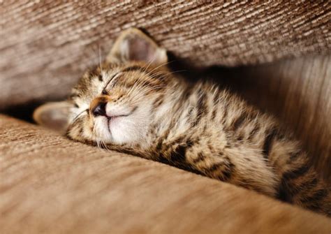 Sleeping kitten cat stock photo. Image of kitten, loveable - 28905254