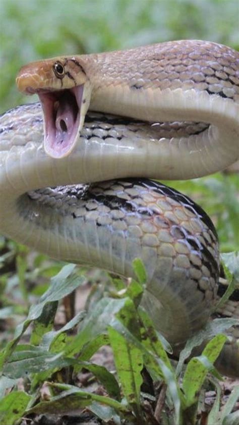 Jenis Ular Sawah Yang Berbisa Dan Tidak Kenali Ciri Cirinya