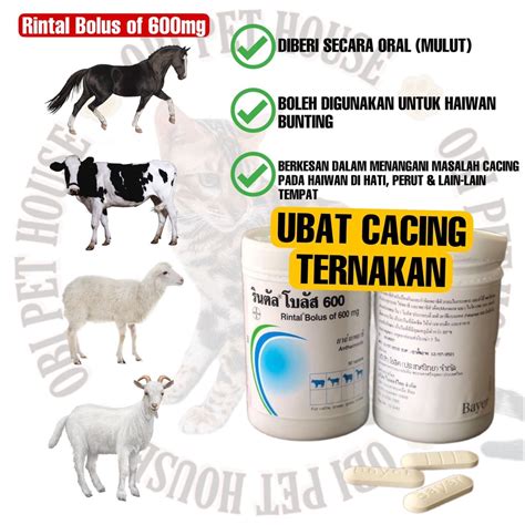 Ubat Cacing Deworm Oral Pil Bayer Rintal Bolus Untuk Lembu Kambing Biri