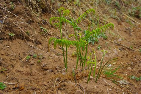 山野寻奇——蕨菜 中国自然保护区生物标本资源共享平台