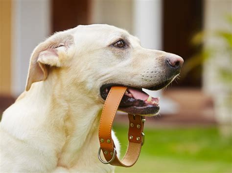 Tipos De Coleira Para Cachorro Saiba Qual Escolher Blog Pet