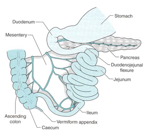 Small Bowel Flashcards Quizlet