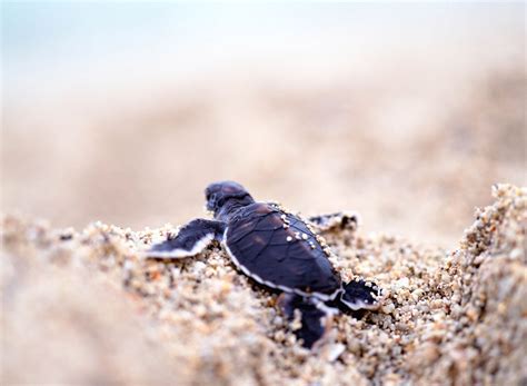 Padre Island National Seashore | Find Your Park