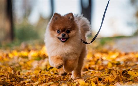 Pomeranian Wallpaper 61 Images