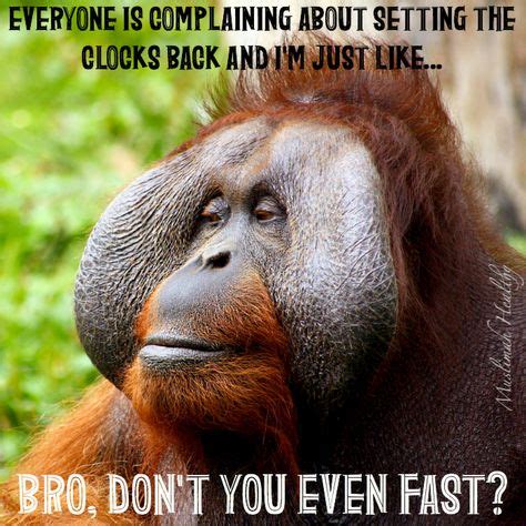 85 ORANGUTAN MEMES ideas | orangutan, funny animals, baby orangutan