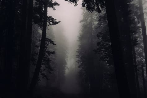 Free Images Tree Nature Forest Branch Silhouette Light Cloud