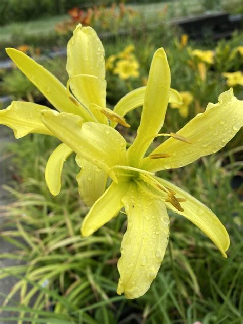 6 X Hemerocallis Altissima Daglelie P9 Pot 9 X 9cm Dima Vaste