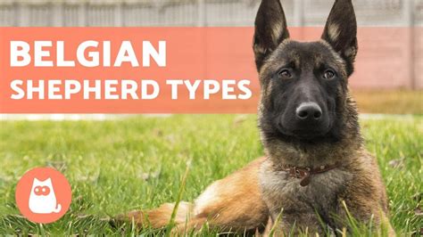 TYPES OF BELGIAN SHEPHERD - Names and Data - PetsBlogLive