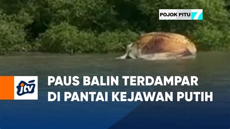 Paus Balin Terdampar Di Pantai Kejawan Putih POJOK PITU JTV YouTube