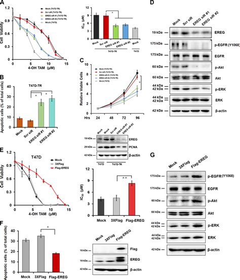 EREG Is Required For Sustaining TAM Resistance In Breast Cancer Cells