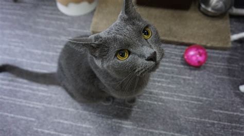 19 Fakta Tentang Kucing Russian Blue