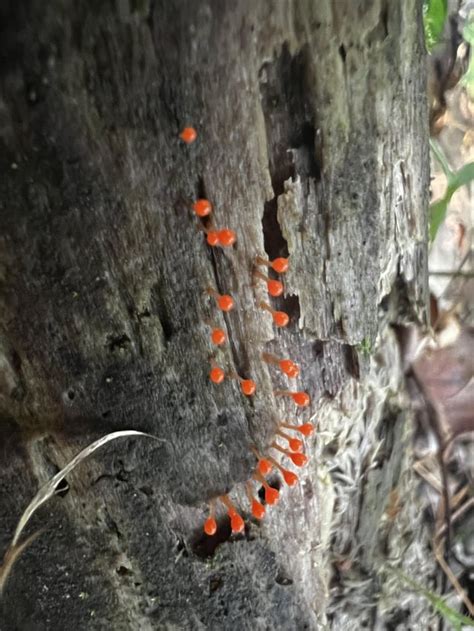 What kind of slime mold is this? : r/Slimemolds