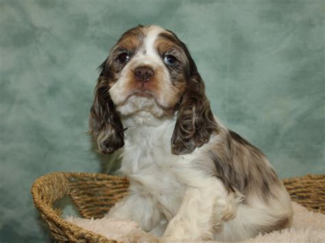 Cocker Spaniel Puppies Brown And White