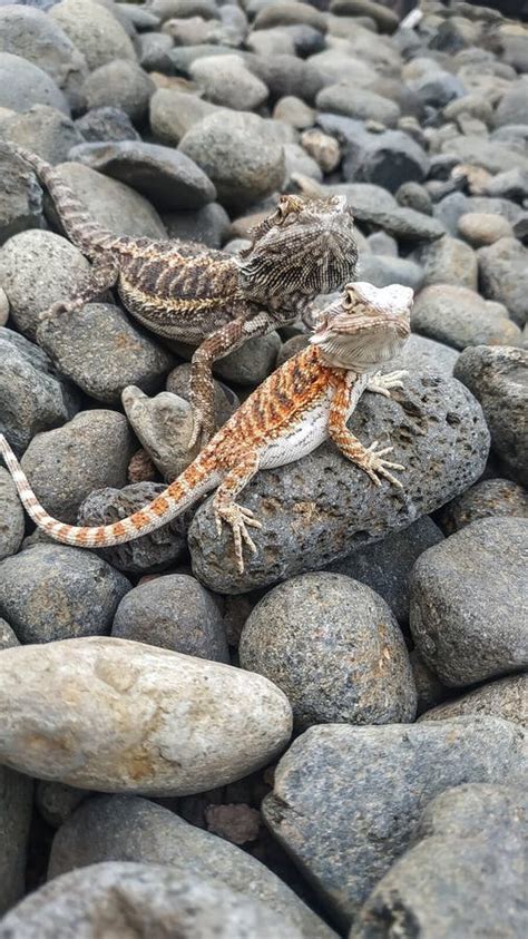 Bearded Dragon On Rock Stock Image Image Of Reptile 248796309