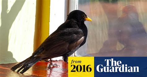 A bird in the house disturbs the order of things | Birds | The Guardian