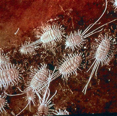 Mealybugs Life Cycle