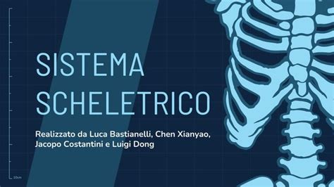 Il Sistema Scheletrico Pptx