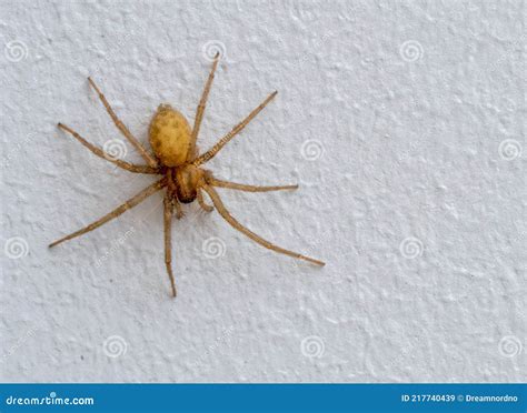 A Small House Spider On A Gray Wall Stock Image Image Of Beautiful