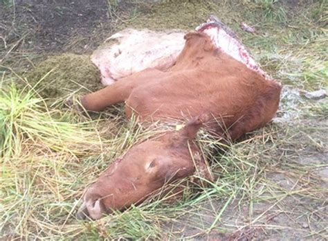 Ranch Offers Reward For Information About Cow Poaching In The North