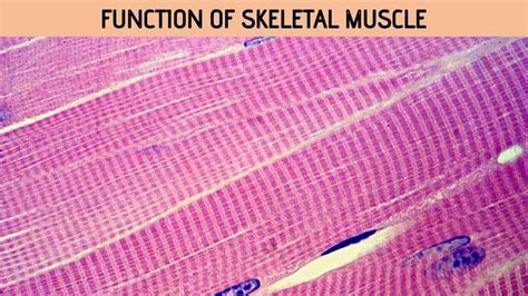 Skeletal Muscle Function - Rajus Biology