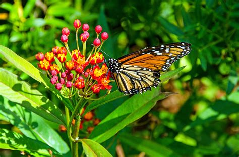 Monarch Butterfly Reserves In Mexico