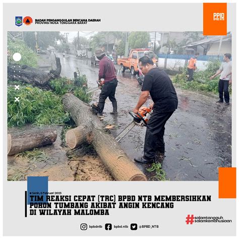 Pohon Tumbang Akibat Angin Kencang Di Malomba BPBD Provinsi NTB