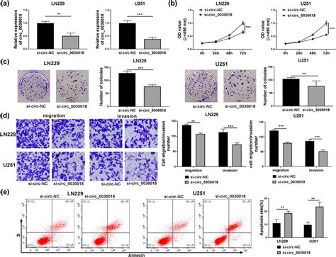 Circ 0030018 Knockdown Negatively Regulated Glioma Cell Progression